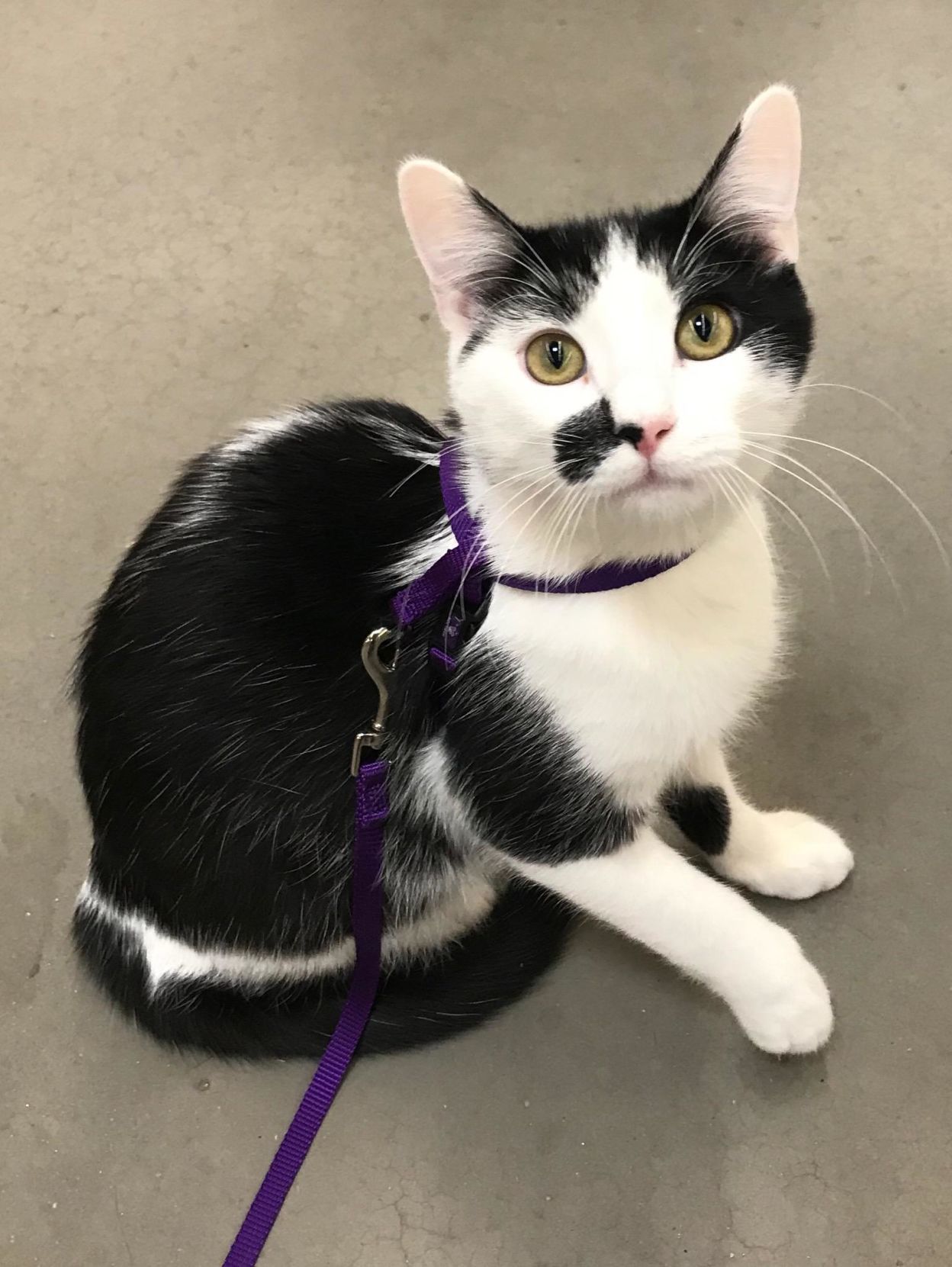 Adopt a friend: Zeus